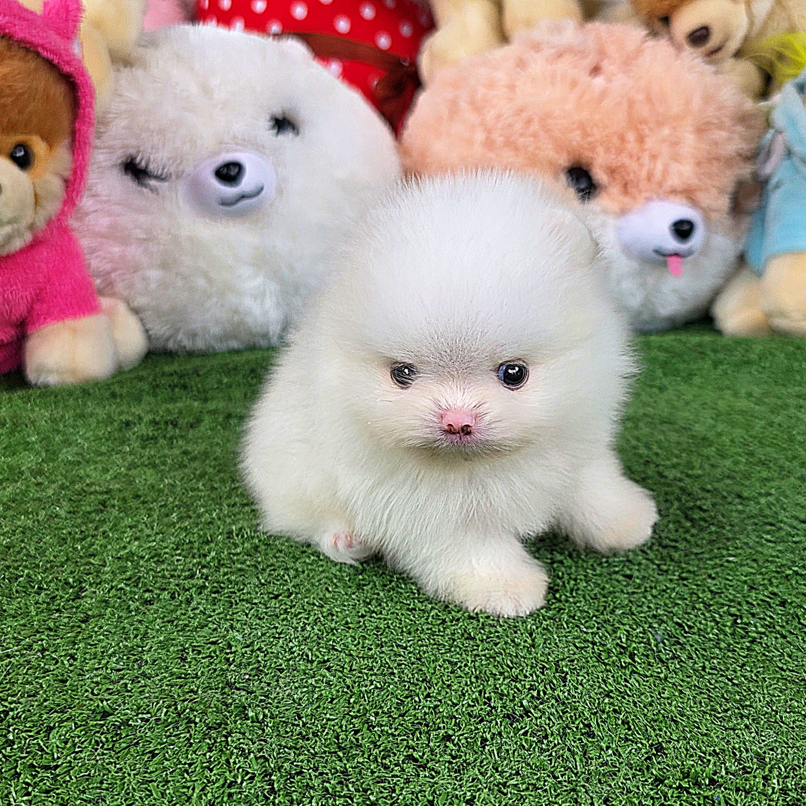 ปอมเมอเรเนี่ยนแท้ ขาวสำลีโอโม่เพศผู้ ตาสีฟ้าเทา White male