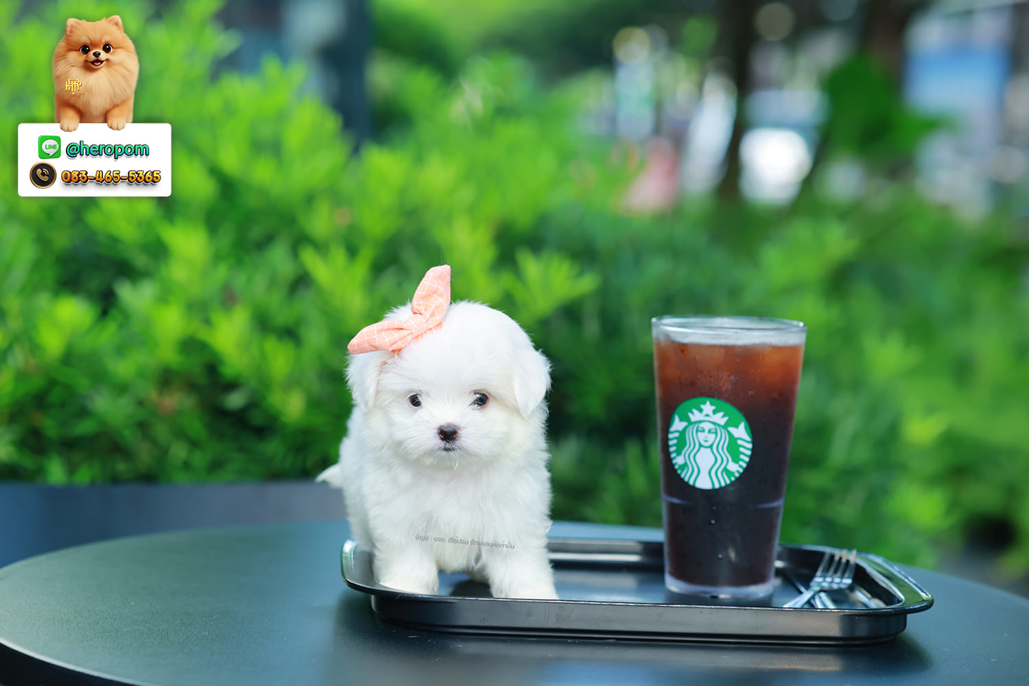 มอลทีส MTF-10947 เพศหญิง สีขาว ตัวเล็กตัวน้อยมาก ๆ ขาสั้น ขนแน่นฟู หน้าตาทะเล้น น่ารักมาก ๆ ยิ้มเก่ง ขยันแจกความน่ารักสุด ๆ สายเลือดนำเข้า มีใบรับรองจากสมาคมพัฒนาพันธุ์สุนัข (ใบเพ็ดดีกรีเต็มใบ) ส่งทั่วประเทศ