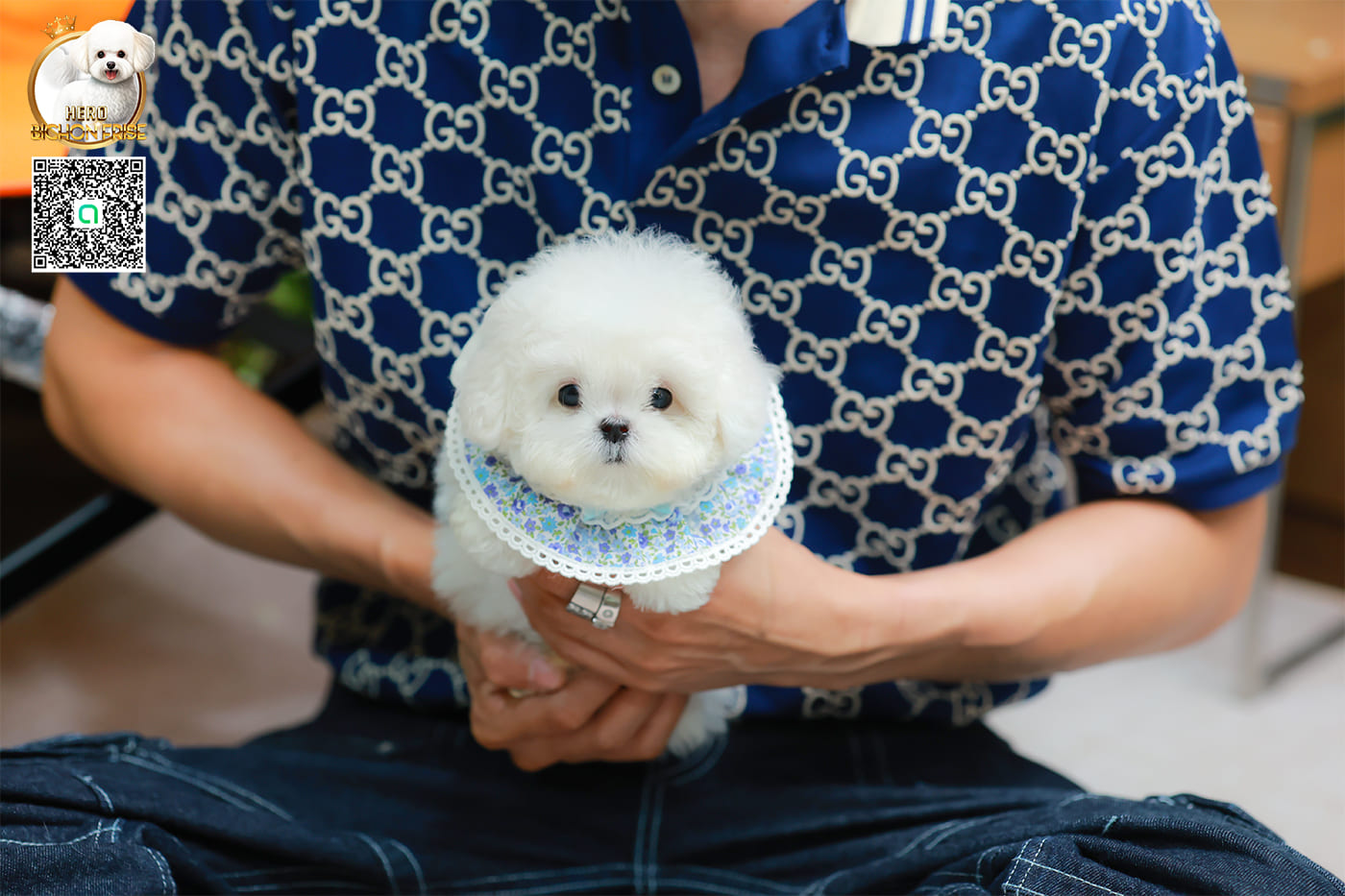 มินิบิชอง BCM-24537 เพศชาย สีขาว น่ารักมาก ขนนุ่มขนแน่น หน้าแบ๊ว เห็นแล้วใจละลายมาก ถ้าได้อุ้มแล้วจะวางไม่ลงแน่นอน มีใบรับรองจากสมาคมพัฒนาพันธุ์สุนัข (ใบเพ็ดดีกรีเต็มใบ) ส่งทั่วประเทศ