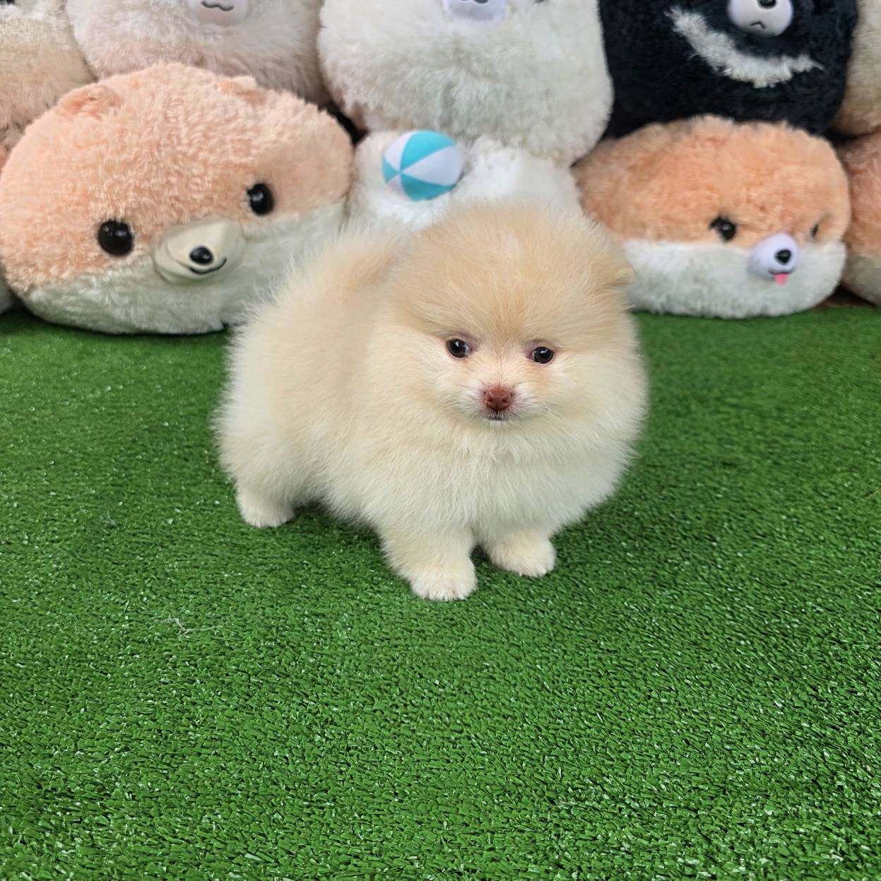 ปอมเมอเรเนี่ยนแท้ สีครีมจมูกตับฝรั่งจ๋าเพศผู้ Cream male