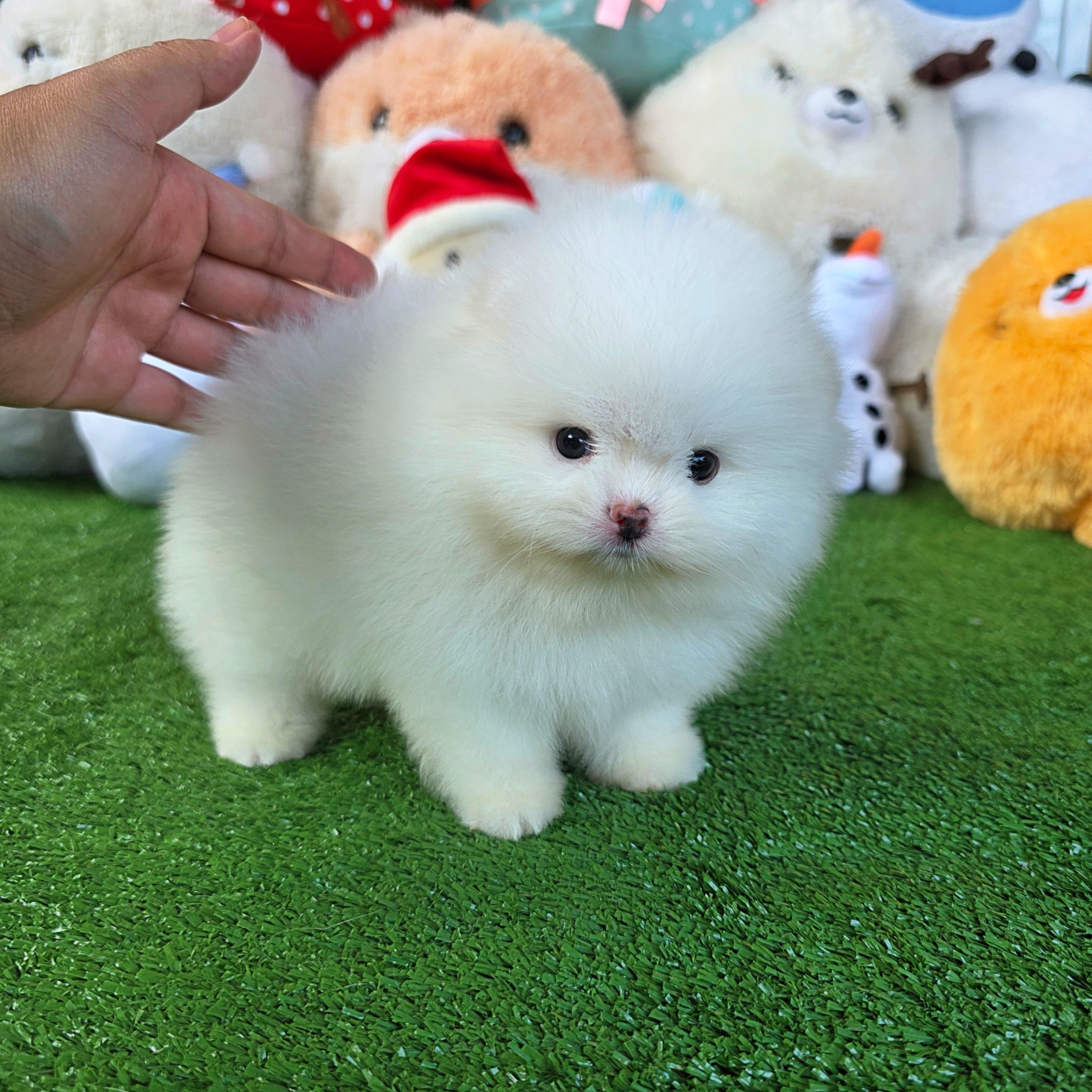 ปอมเมอเรเนี่ยนแท้หน้าหมี หน้ากาหลีหวานสุดๆเพศเมีย White female