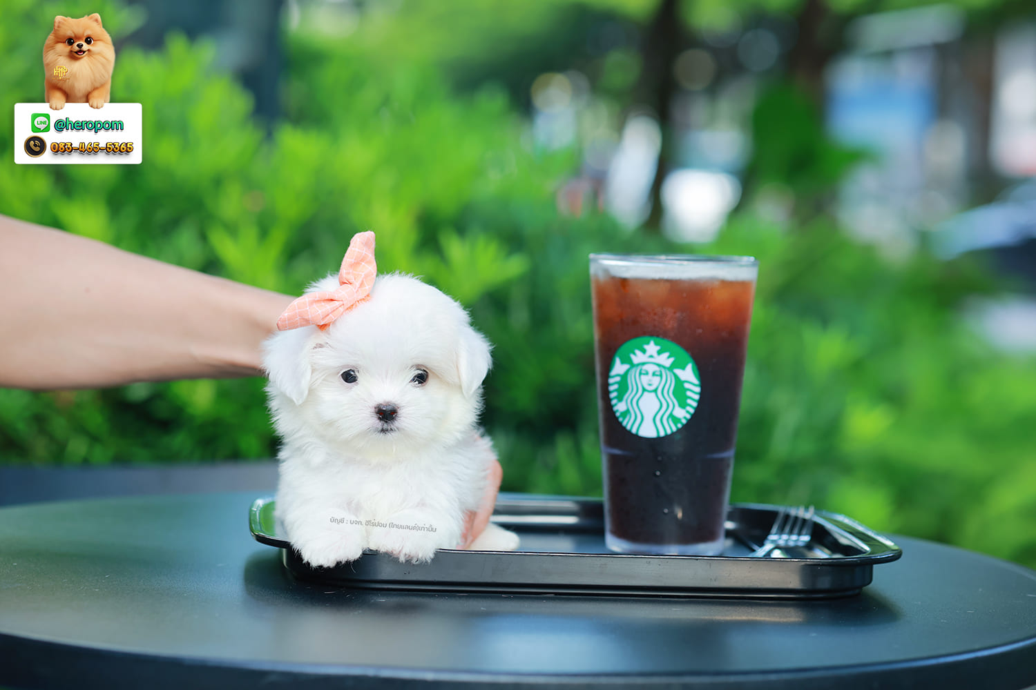 มอลทีส MTF-10947 เพศหญิง สีขาว ตัวเล็กตัวน้อยมาก ๆ ขาสั้น ขนแน่นฟู หน้าตาทะเล้น น่ารักมาก ๆ ยิ้มเก่ง ขยันแจกความน่ารักสุด ๆ สายเลือดนำเข้า มีใบรับรองจากสมาคมพัฒนาพันธุ์สุนัข (ใบเพ็ดดีกรีเต็มใบ) ส่งทั่วประเทศ