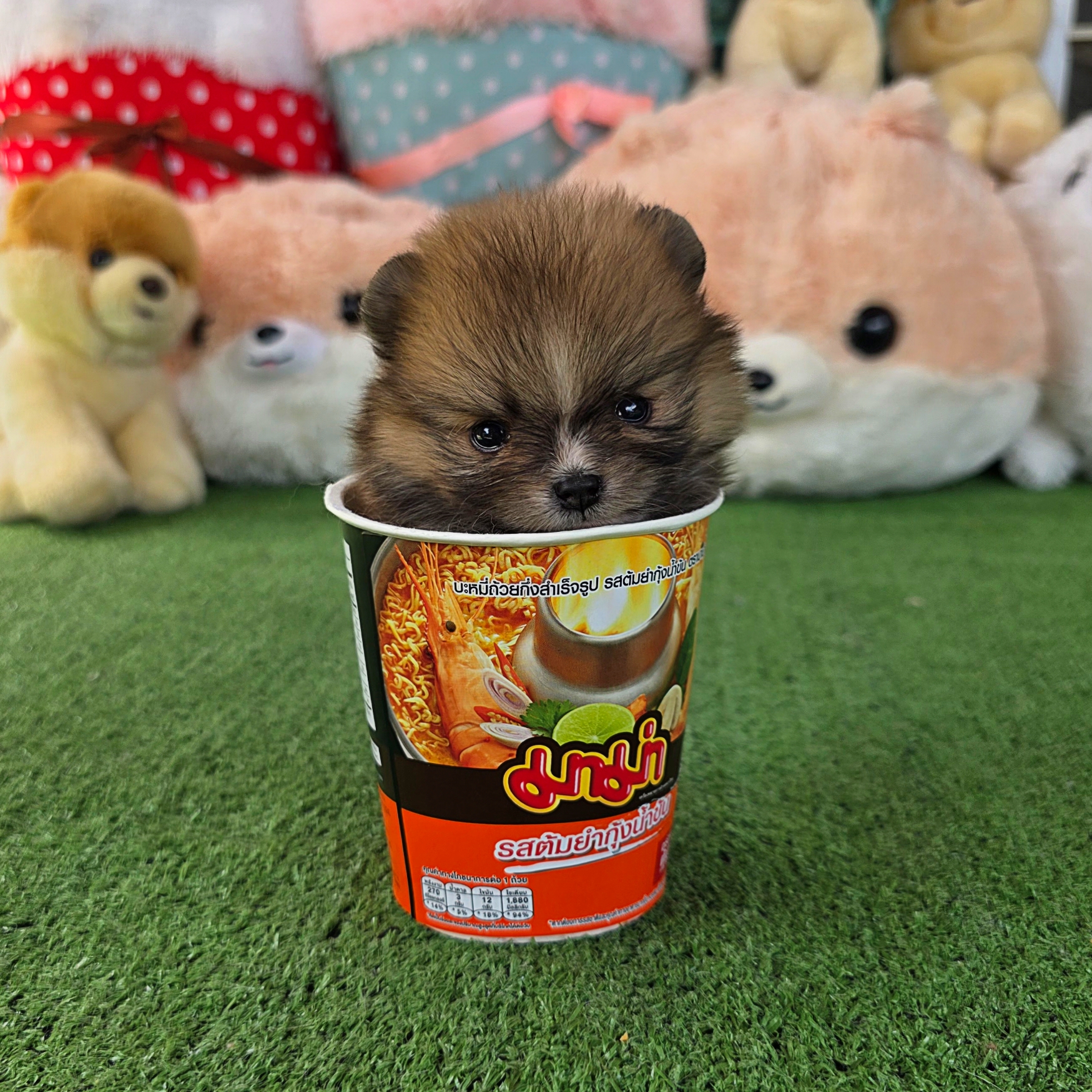 ปอมเมอเรเนี่ยนแท้ เพศเมีนทีคัพ ใส่ถุงเท้าสวยๆ Teacup female