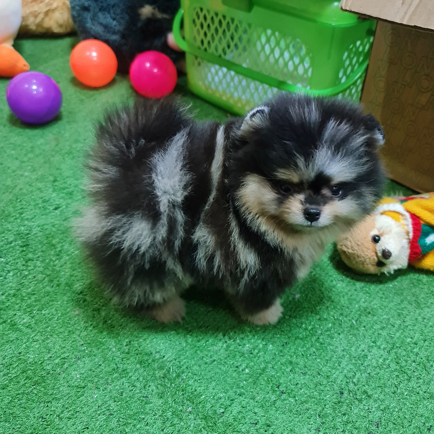ปอมเมอเรเนี่ยนแท้ สวยมาก สีเมิร์ลลูกชาย หมีสุดๆ Merle colors male