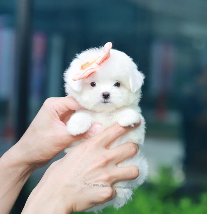 มอลทีส MTF-10947 เพศหญิง สีขาว ตัวเล็กตัวน้อยมาก ๆ ขาสั้น ขนแน่นฟู หน้าตาทะเล้น น่ารักมาก ๆ ยิ้มเก่ง ขยันแจกความน่ารักสุด ๆ สายเลือดนำเข้า มีใบรับรองจากสมาคมพัฒนาพันธุ์สุนัข (ใบเพ็ดดีกรีเต็มใบ) ส่งทั่วประเทศ