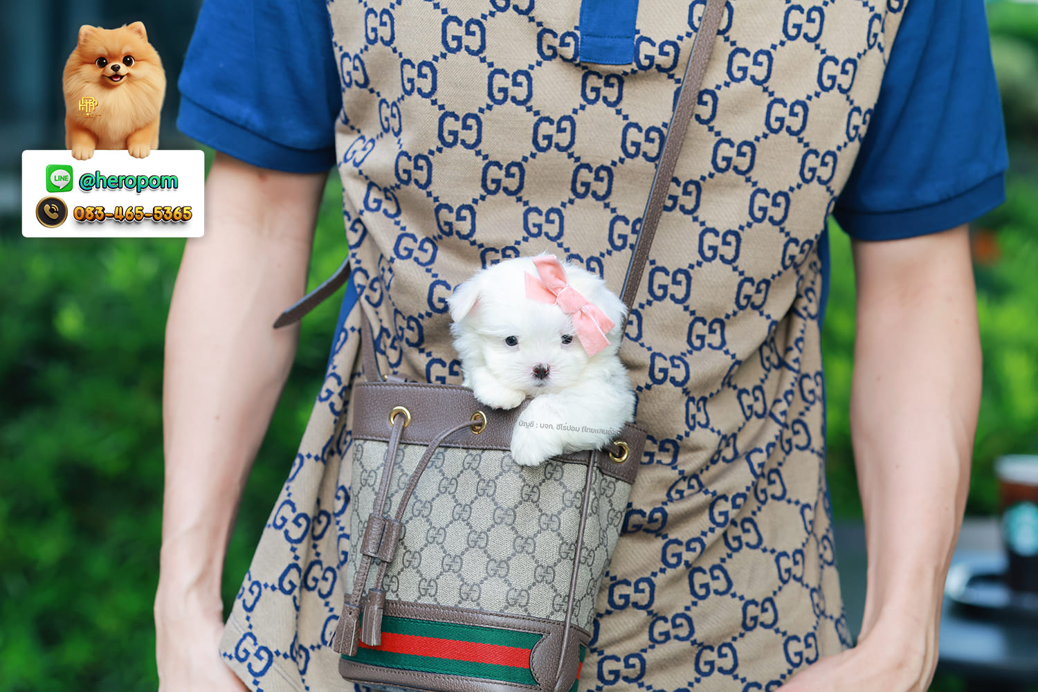 มอลทีส MTM-10567 เพศชาย สีขาว ตัวเล็กตัวน้อยมาก ๆ ขาสั้น ขนแน่นฟู หน้าตาทะเล้น น่ารักมาก ๆ ยิ้มเก่ง ขยันแจกความน่ารักสุด ๆ สายเลือดนำเข้า มีใบรับรองจากสมาคมพัฒนาพันธุ์สุนัข (ใบเพ็ดดีกรีเต็มใบ) ส่งทั่วประเทศ