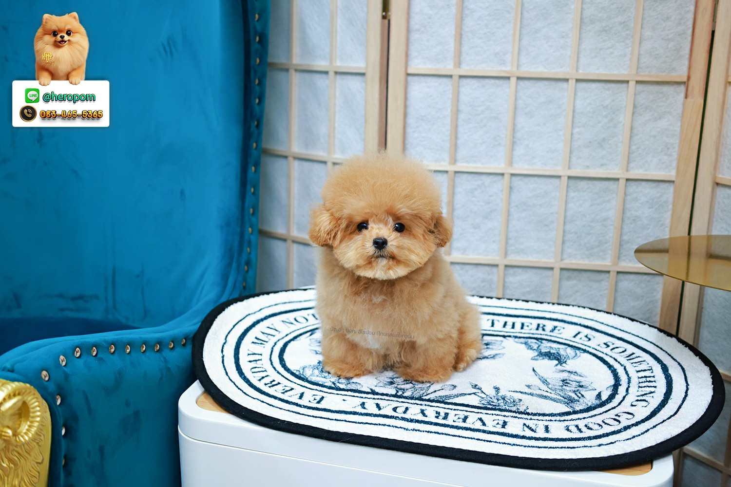 บิชองพู BCM-59694 เพศชาย สี Champagne น่ารัก หัวกลม ตัวจิ๋ว ถ่ายรูปขึ้นกล้องสุด ๆ เหมือนตุ๊กตา Teddy Bear สดใสร่าเริงมาก ๆ มีใบรับรองจากสมาคมพัฒนาพันธุ์สุนัข (ใบเพ็ดดีกรีเต็มใบ) ส่งทั่วประเทศ