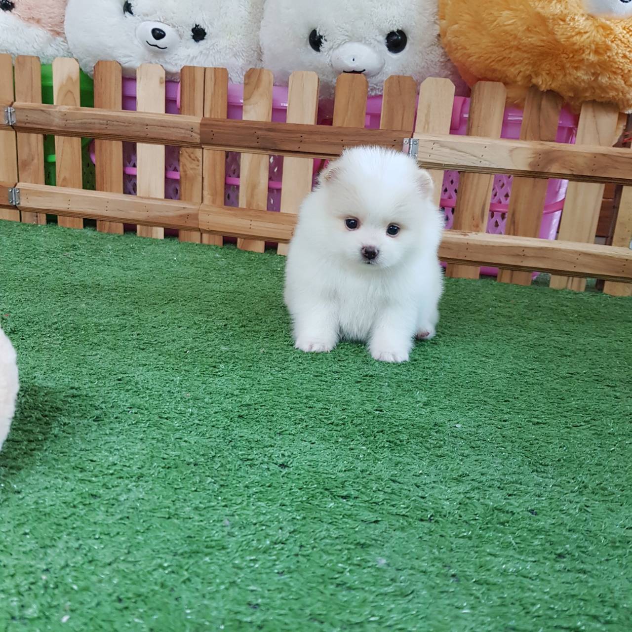 ลูกปอมเมอเรเนียนแท้ ด.ญ.สีขาวติดครีมตรงหู