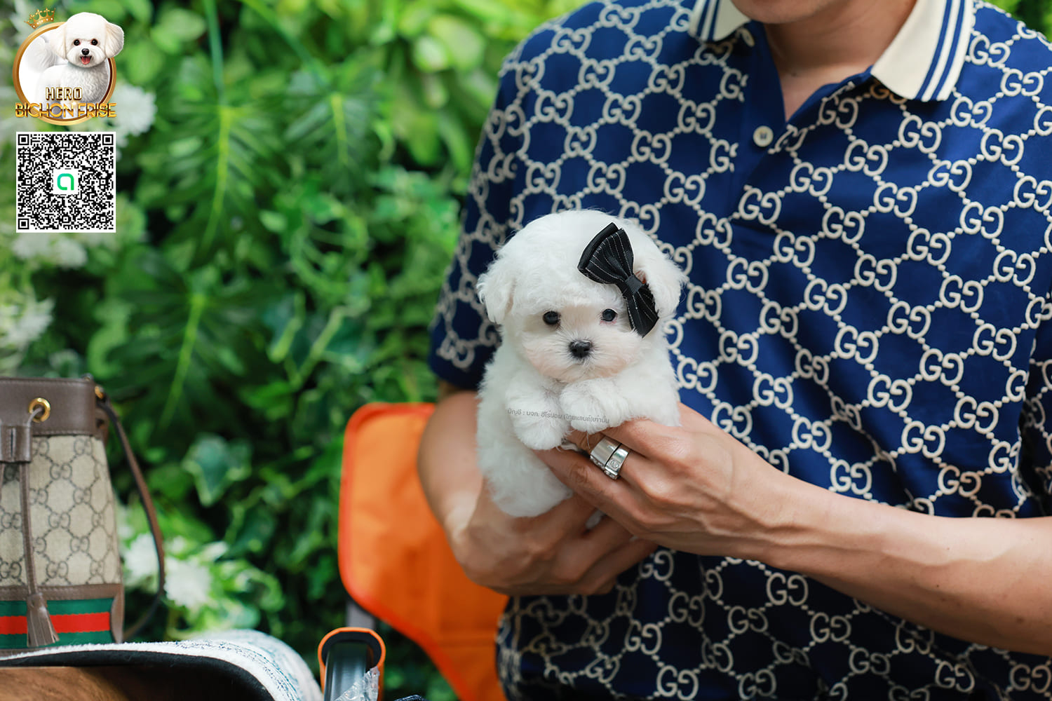 มินิบิชอง BCM-00631 เพศชาย สีขาว น่ารักมาก ขนนุ่มขนแน่น หน้าแบ๊ว เห็นแล้วใจละลายมาก ถ้าได้อุ้มแล้วจะวางไม่ลงแน่นอน มีใบรับรองจากสมาคมพัฒนาพันธุ์สุนัข (ใบเพ็ดดีกรีเต็มใบ) ส่งทั่วประเทศ