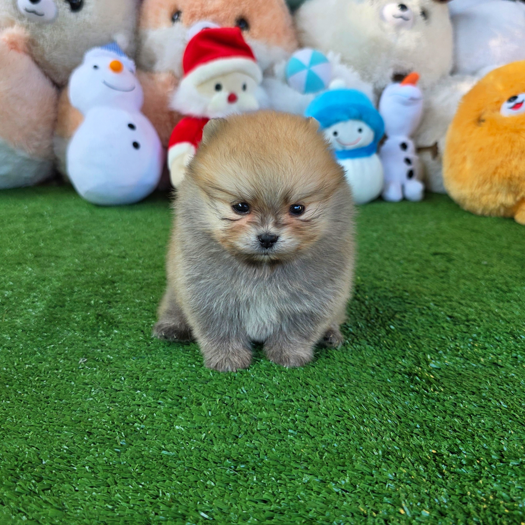 ปอมเมอเรเนี่ยนแท้ เพศชายสวยๆ Orange seble male