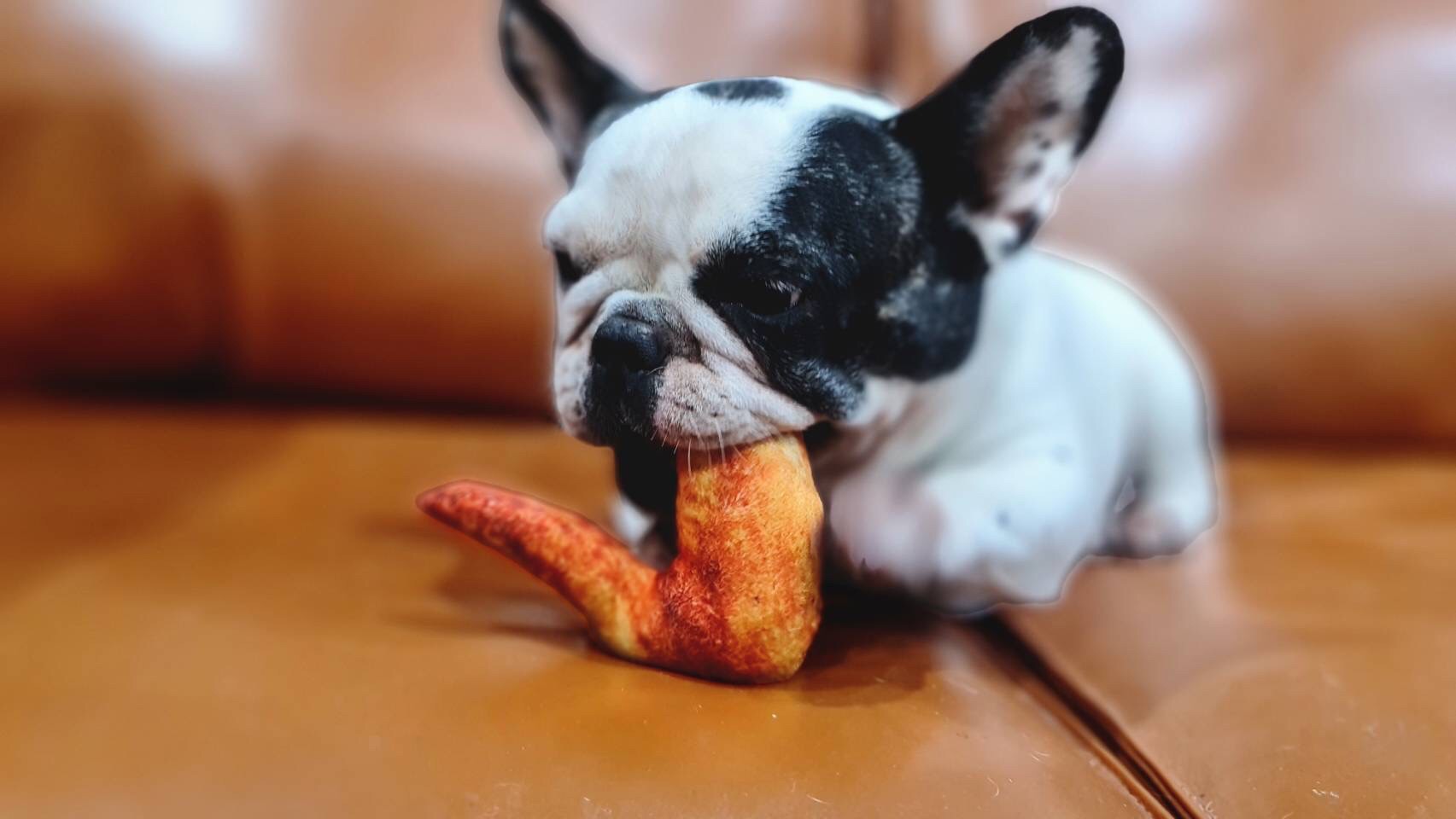 ของเล่นผ้าปีกไก่ สำหรับสัตว์เลี้ยง (ส่งฟรี)