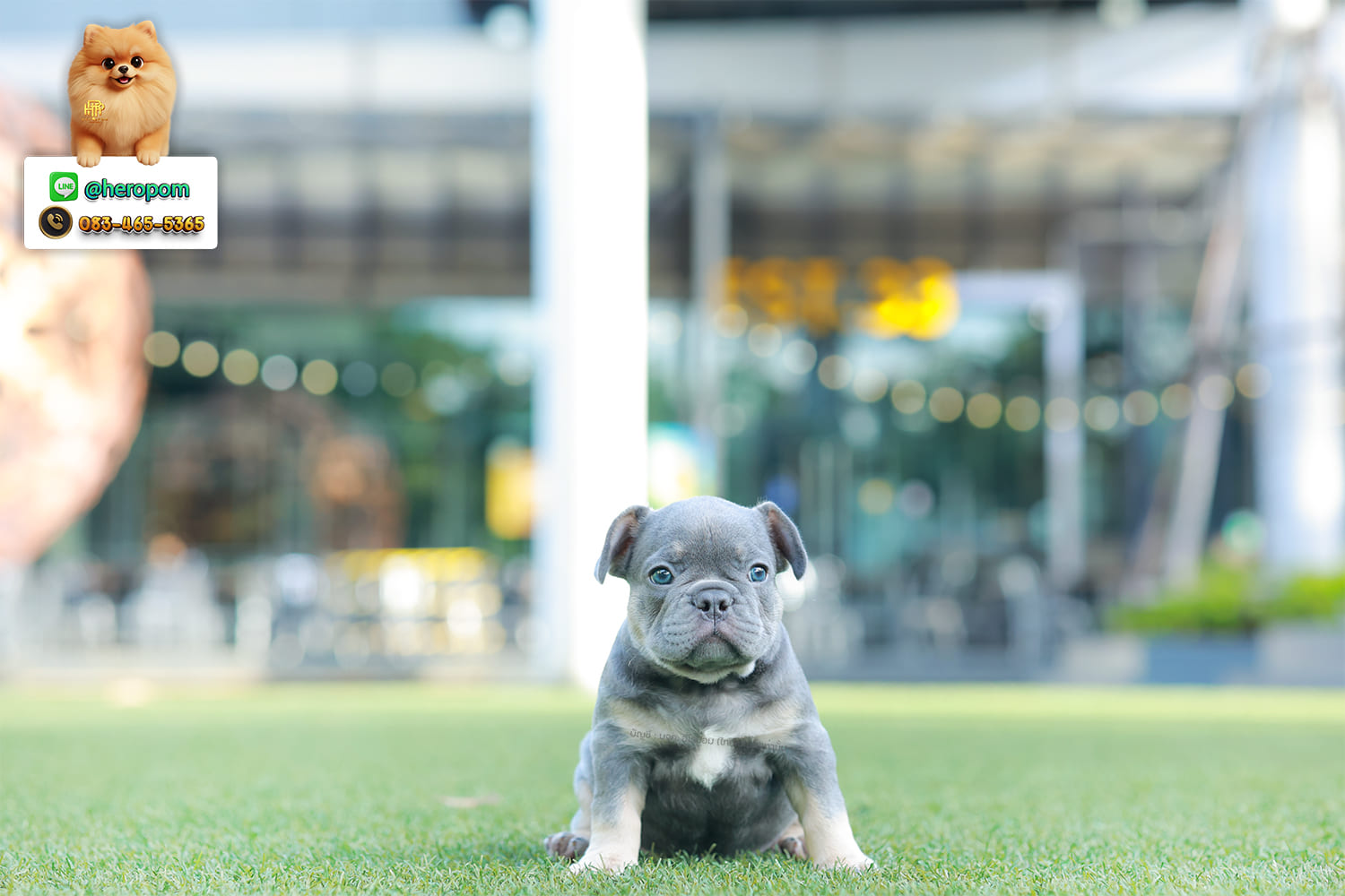 เฟรน บลูด็อก FHM-10955 เพศชาย สี BlueTan ตัวจิ๋วตัวเล็กมาก สีสวย เป็นเจ้าเด็กอ้วนที่จ้ำม่ำน่าอุ้มมาก มีใบรับรองจากสมาคมพัฒนาพันธุ์สุนัข (ใบเพ็ดดีกรีเต็มใบ) ส่งทั่วประเทศ