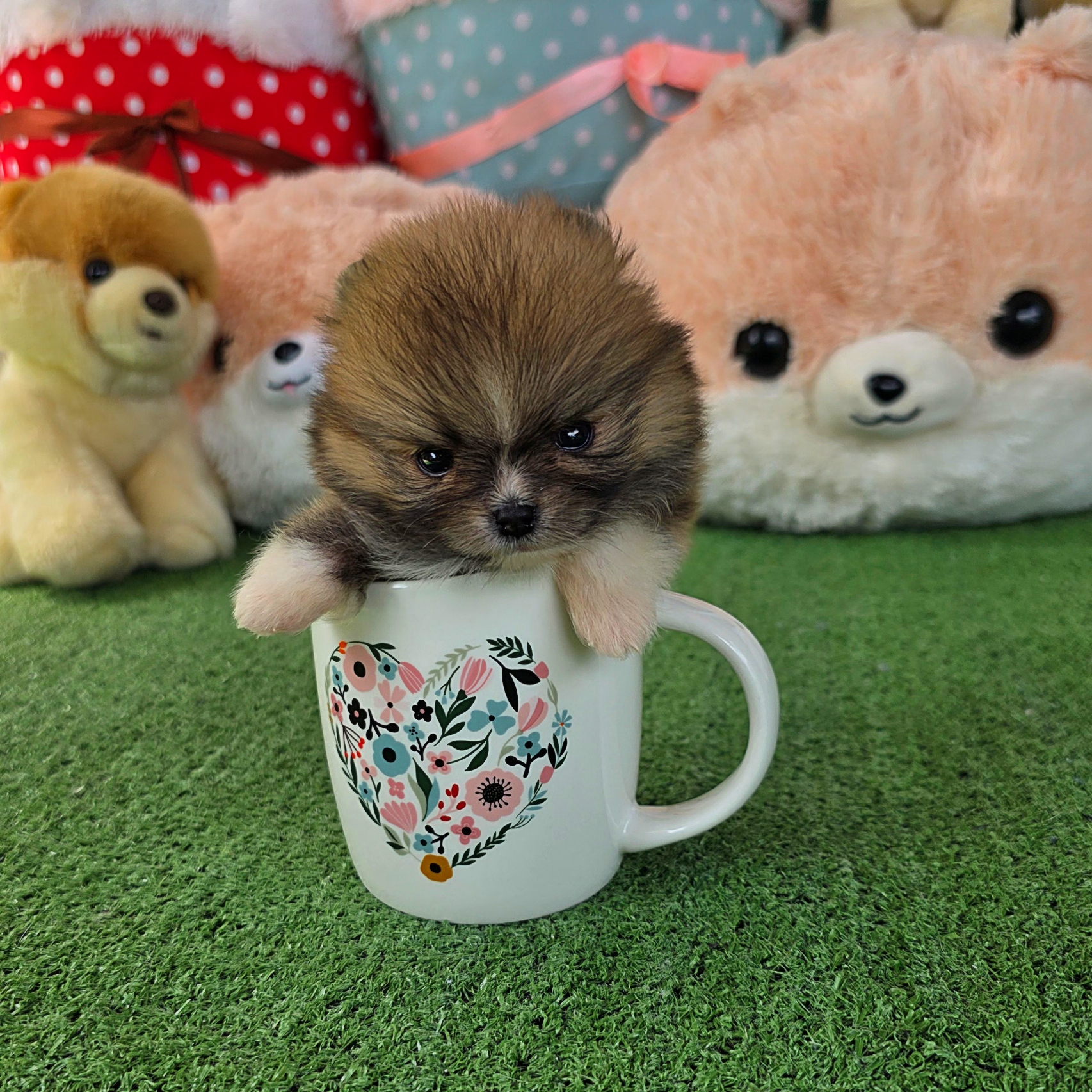ปอมเมอเรเนี่ยนแท้ เพศเมีนทีคัพ ใส่ถุงเท้าสวยๆ Teacup female