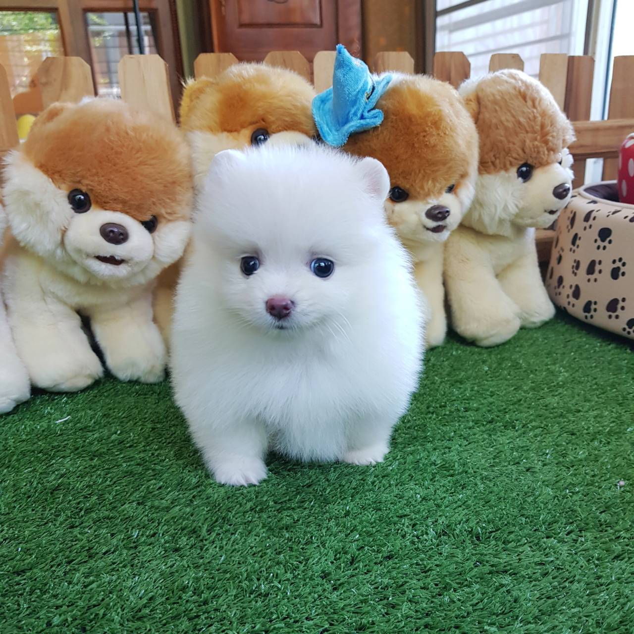 ลูกปอมเมอเรเนียนแท้ ด.ญ สีขาวครีม