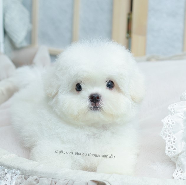 มินิบิชอง BCF-56062 เพศหญิง สีขาว อายุ เดือน น้ำหนัก KG ส่วนสูง CM