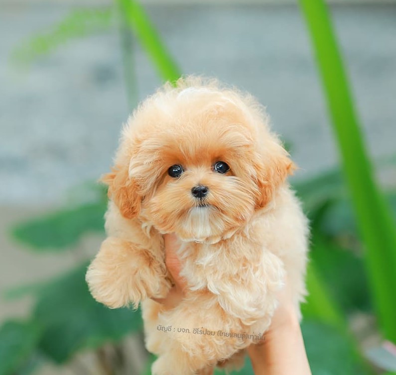 มอลติพู MTF-58026 เพศหญิง สี Champagne หน้าตาน่ารัก สดใส ตัวอ้วน ขนนุ่มดูปุ๊กปิ๊ก ทรงสวย เด็กหญิงพร้อมย้ายบ้านนะคะ มีใบรับรองจากสมาคมพัฒนาพันธุ์สุนัข (ใบเพ็ดดีกรีเต็มใบ) ส่งทั่วประเทศ