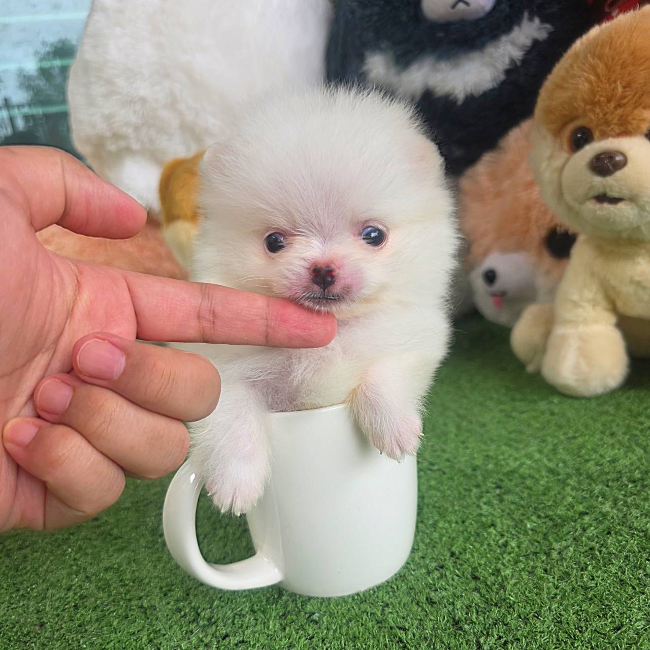 ปอมเมอเรเนี่ยนแท้สีขาวทีคัพ เพศผู้ pure white teacup male