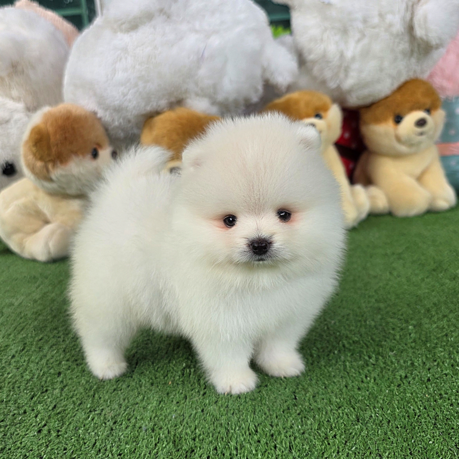 ปอมเมอเรเนี่ยนแท้ หน้าหมีสีขาว หล่อมาก White bearface male