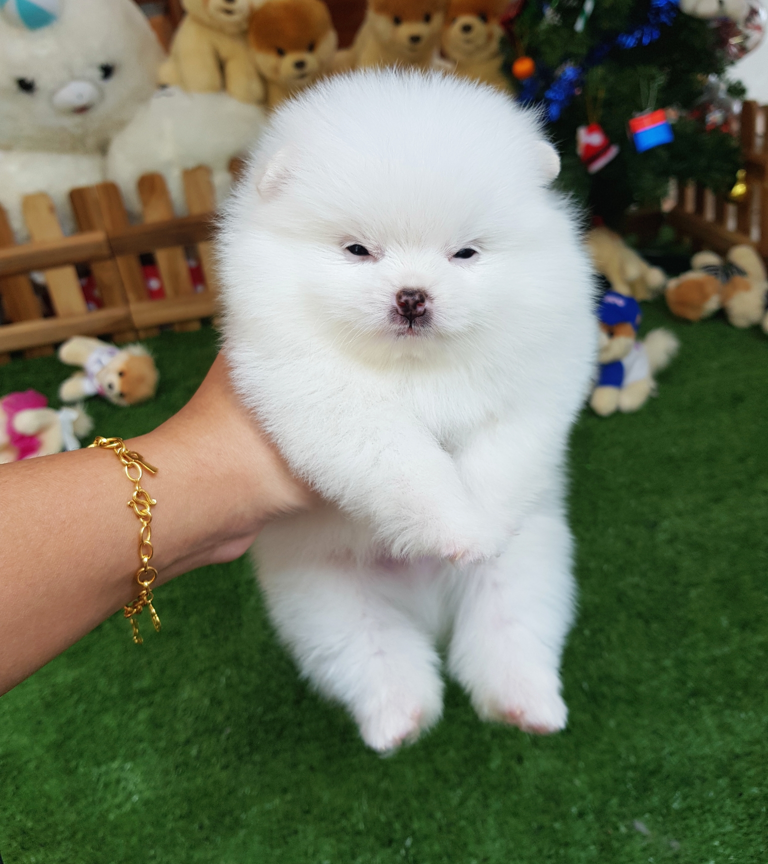 ลูกปอมเมอเรเนี่ยนแท้ ปอมปอมแท้ เพศผู้สีขาวหน้าหมี