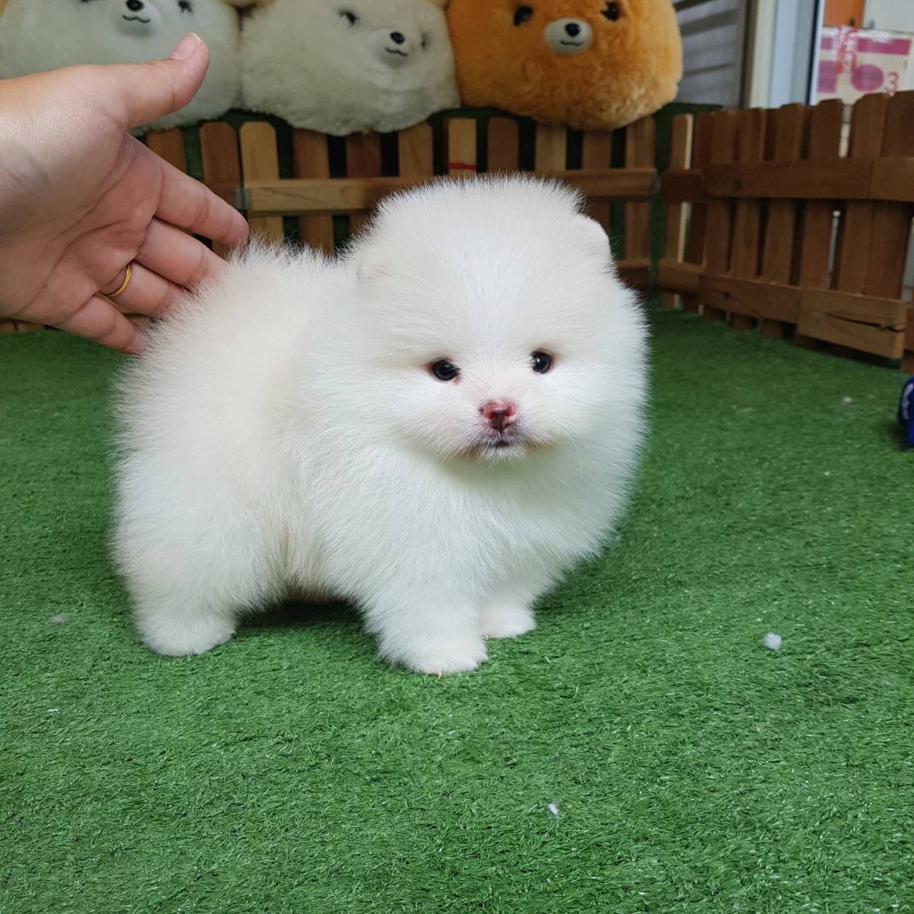 ลูกปอมเมอเรเนียนแท้ ด.ช.ขาวครีม