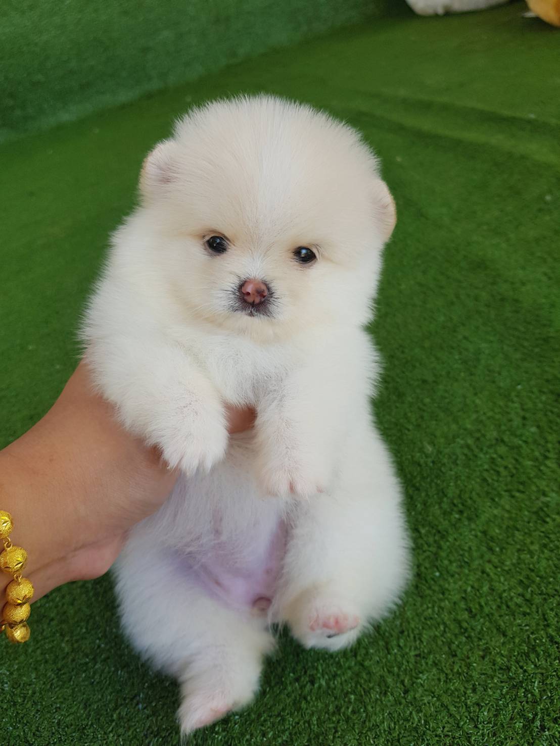 ลูกปอมเมอเรเนียนแท้ ด.ญ.สีขาว