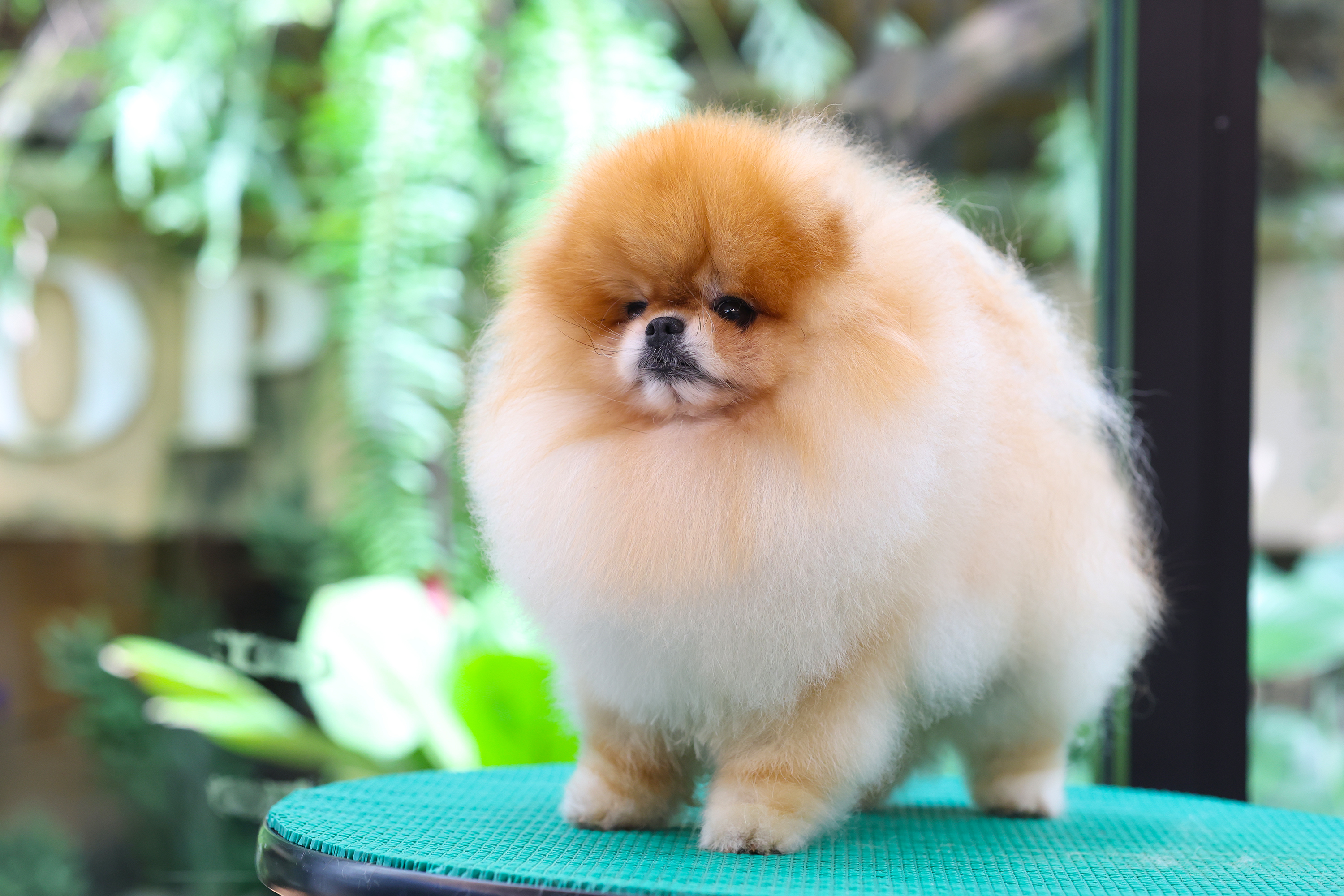 คุณพ่อ เฮ่งเจีย (Heropom’s Ginger) สี ส้ม | น้ำหนัก 2.41 kg. | สูง 23 cm.