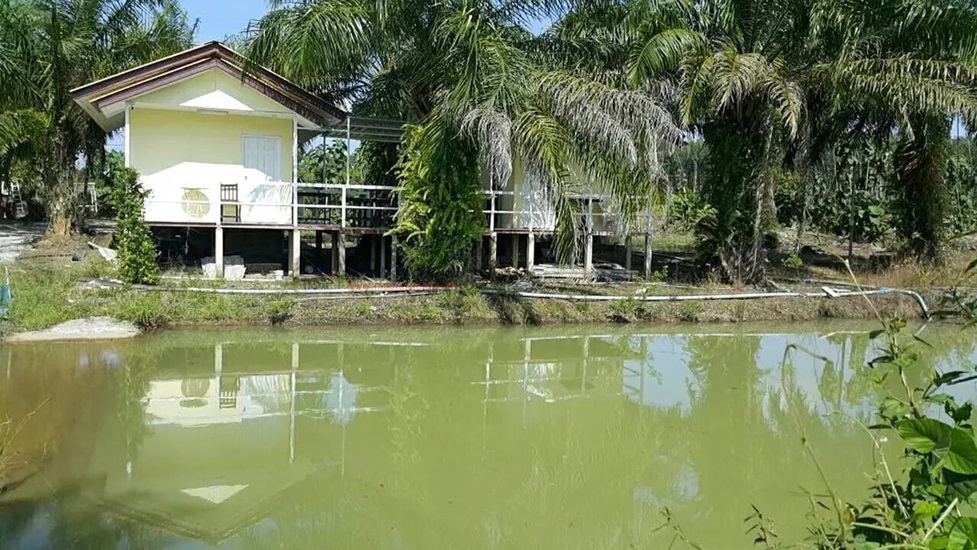 สวนทุเรียน สระน้ำขนาดใหญ่ ทุเรียนหลากสายพันธุ์ จ.จันทบุรี เหมาะลงทุน - 05664