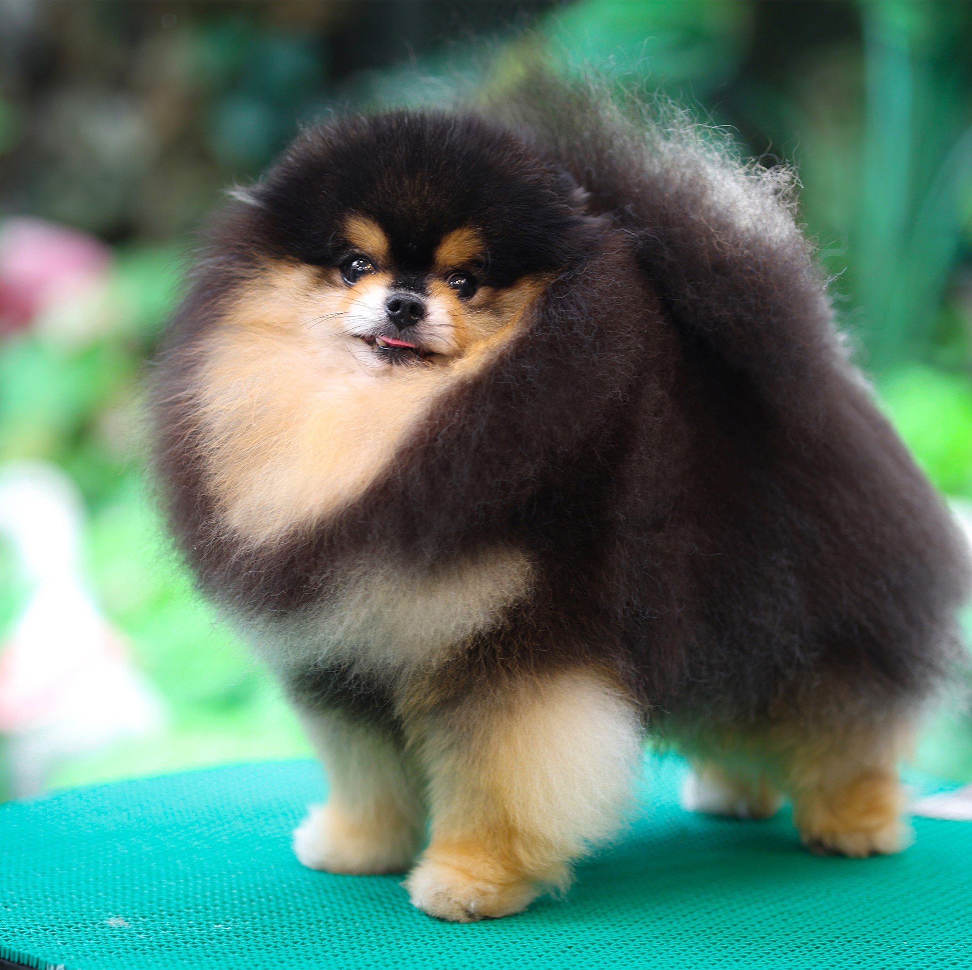 คุณพ่อ โคล่า | วันเกิด 26 ตุลาคม 2016 | สีแบล็คแทน | น้ำหนัก 1.82 kg. | สูง 23 cm.