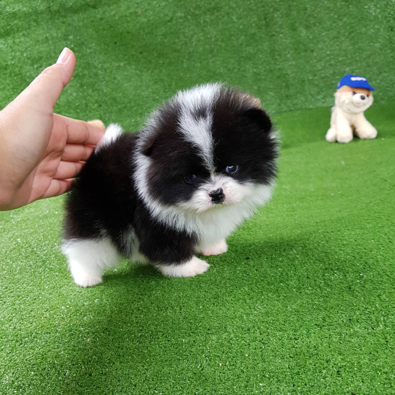 ลูกปอมเมอเรเนียนแท้ ด.ช.สีขาวดำ White&Black Male