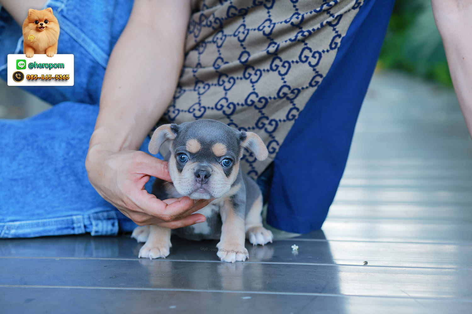 เฟรน บลูด็อก FHF-10958 เพศหญิง สี BlueTan ตัวจิ๋วตัวเล็กมาก สีสวย เป็นเจ้าเด็กอ้วนที่จ้ำม่ำน่าอุ้มมาก มีใบรับรองจากสมาคมพัฒนาพันธุ์สุนัข (ใบเพ็ดดีกรีเต็มใบ) ส่งทั่วประเทศ