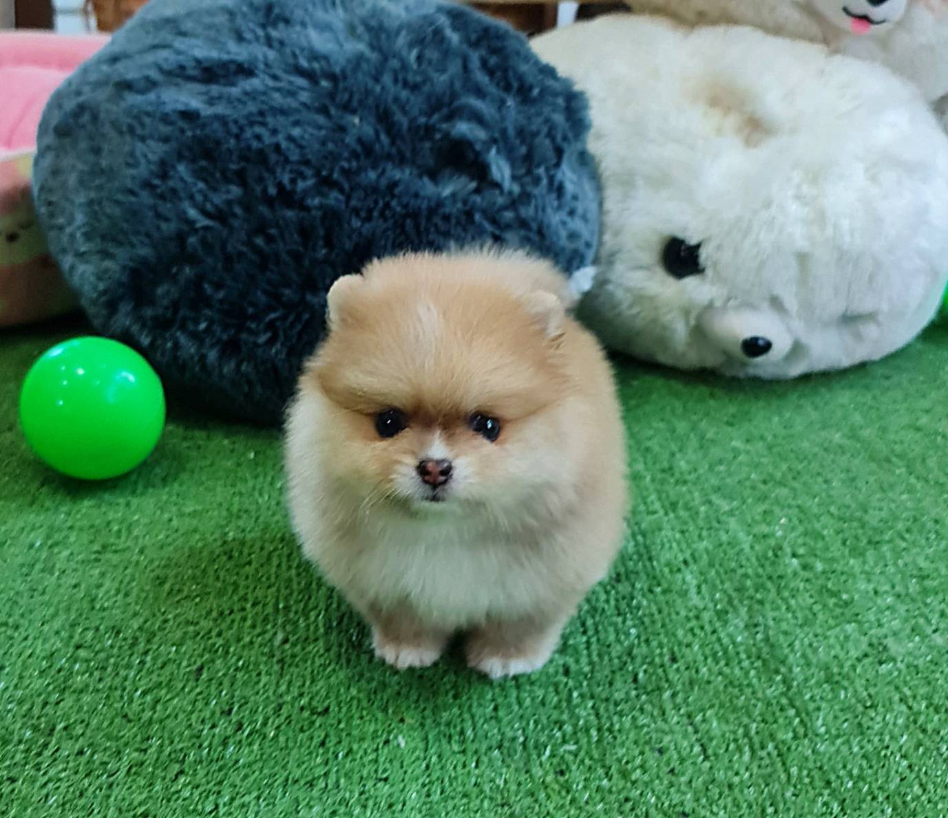ลูกปอมเมอเรเนียนแท้ ด.ญ. สีส้ม Orang Colors Female