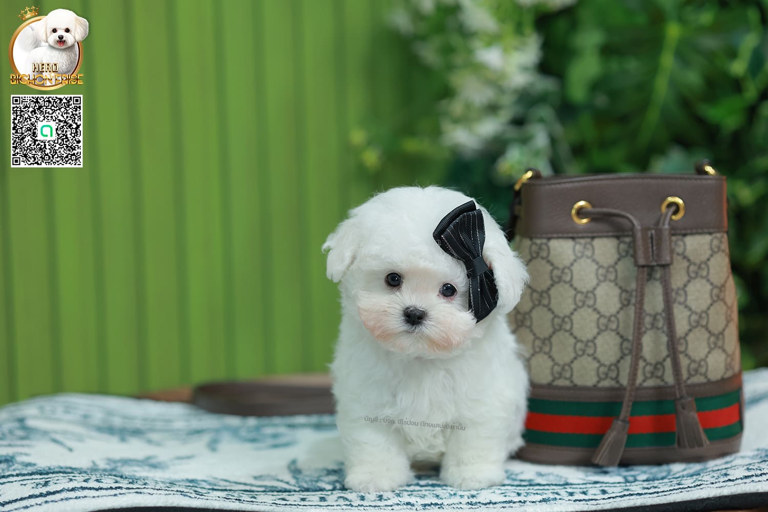 มินิบิชอง BCM-00631 เพศชาย สีขาว น่ารักมาก ขนนุ่มขนแน่น หน้าแบ๊ว เห็นแล้วใจละลายมาก ถ้าได้อุ้มแล้วจะวางไม่ลงแน่นอน มีใบรับรองจากสมาคมพัฒนาพันธุ์สุนัข (ใบเพ็ดดีกรีเต็มใบ) ส่งทั่วประเทศ