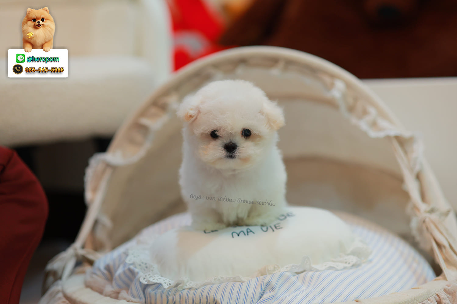 มินิบิชอง BCF-24567 เพศหญิง สีขาว หนูตัวจิ๋วมาก เหมือนตุ๊กตา แต่เป็นตุ๊กตาที่มีชีวิต หน้าแบ๊ว หน้าตาน่ารัก ขนสีขาวดูสะอาดมาก มีใบรับรองจากสมาคมพัฒนาพันธุ์สุนัข (ใบเพ็ดดีกรีเต็มใบ) ส่งทั่วประเทศ