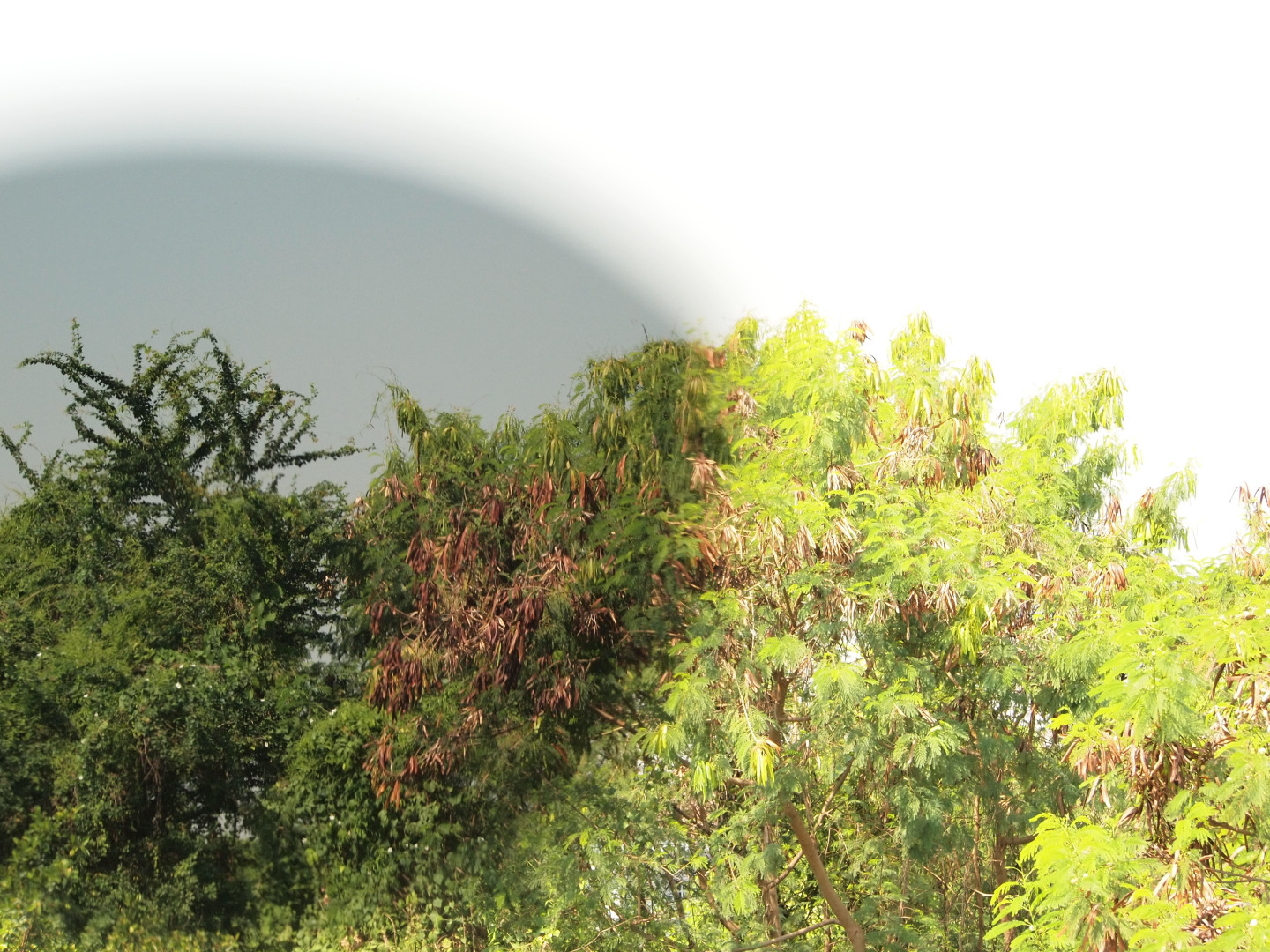 คลิปออนกันแดด Clipsster รุ่น Roundster Signature Edition เลนส์สีดำ