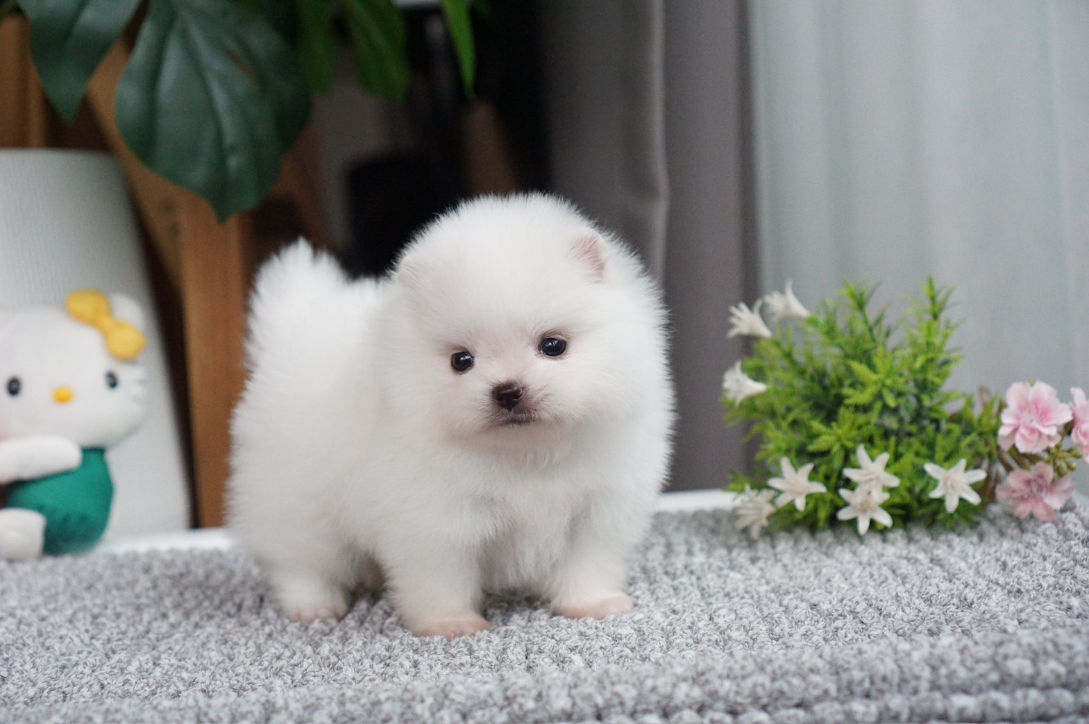 ปอมเมอเรเนี่ยนแท้ สีขาวเพศเมีย