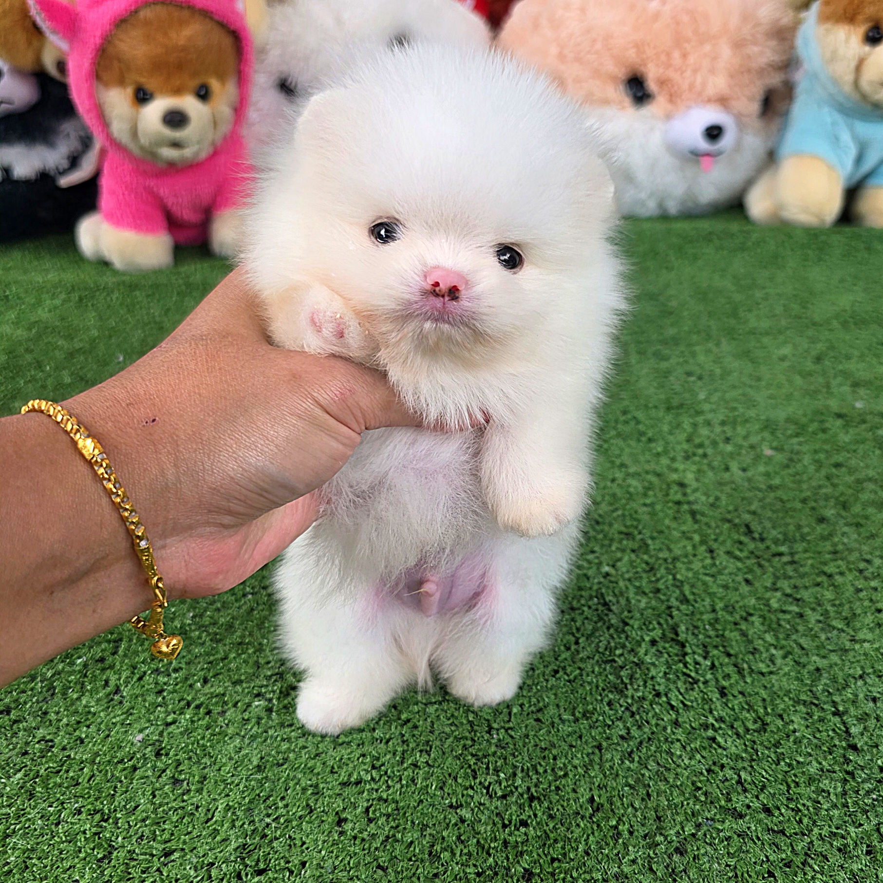 ปอมเมอเรเนี่ยนแท้ ขาวสำลีโอโม่เพศผู้ ตาสีฟ้าเทา White male