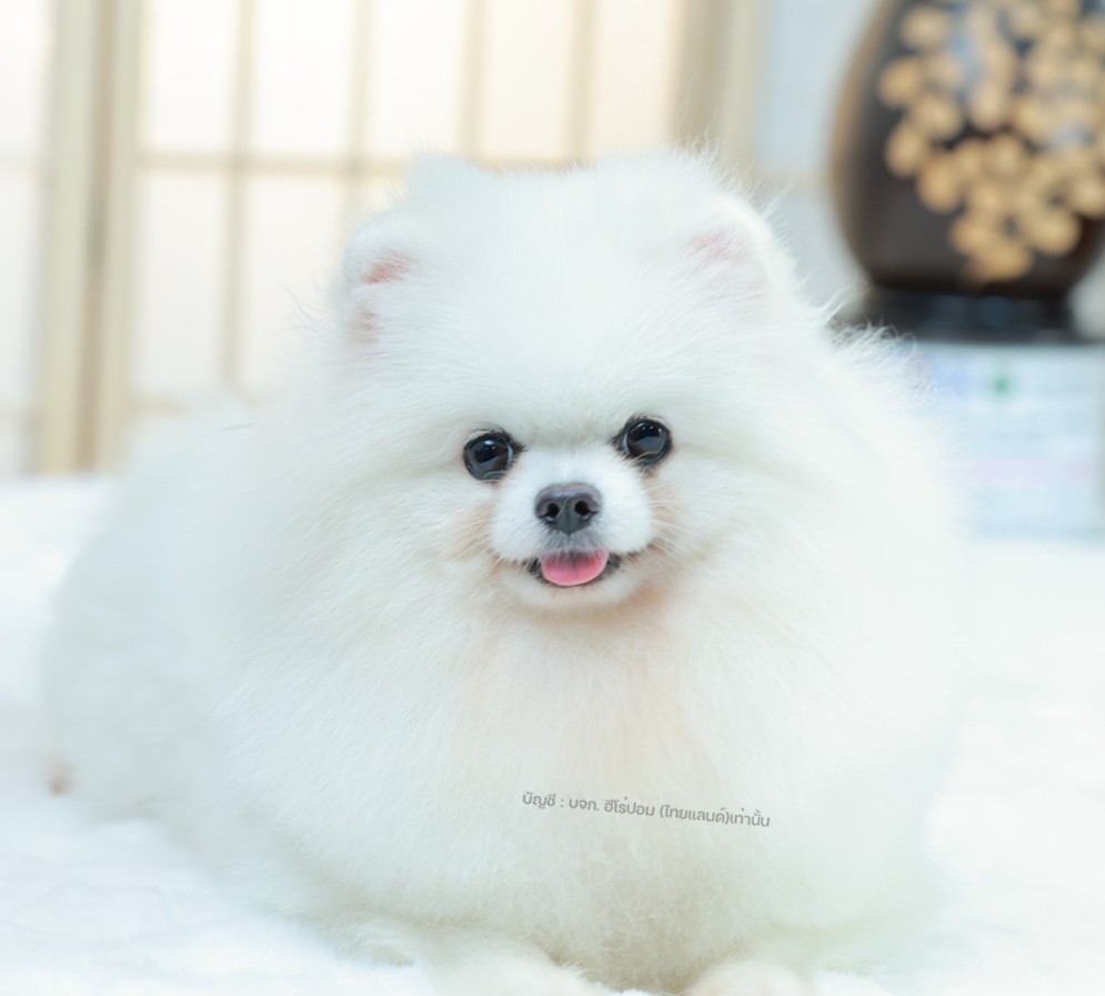 แม่พันธุ์ HRF-92726 สี ขาว