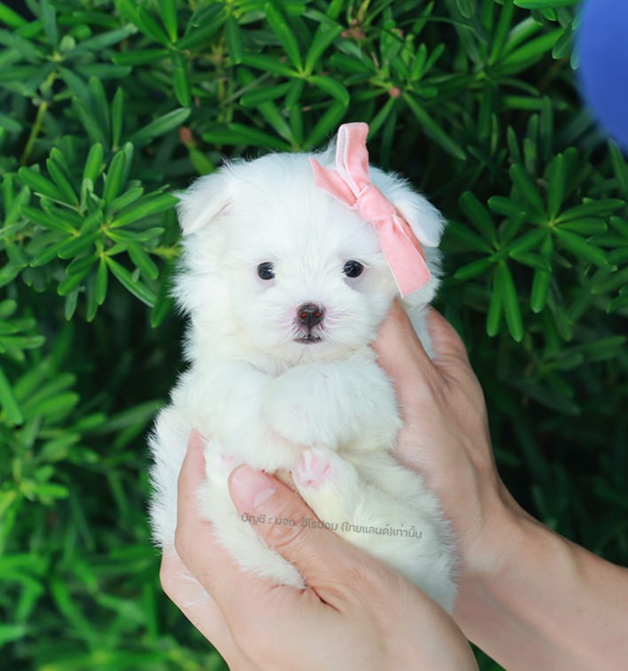 มอลทีส MTM-10567 เพศชาย สีขาว ตัวเล็กตัวน้อยมาก ๆ ขาสั้น ขนแน่นฟู หน้าตาทะเล้น น่ารักมาก ๆ ยิ้มเก่ง ขยันแจกความน่ารักสุด ๆ สายเลือดนำเข้า มีใบรับรองจากสมาคมพัฒนาพันธุ์สุนัข (ใบเพ็ดดีกรีเต็มใบ) ส่งทั่วประเทศ