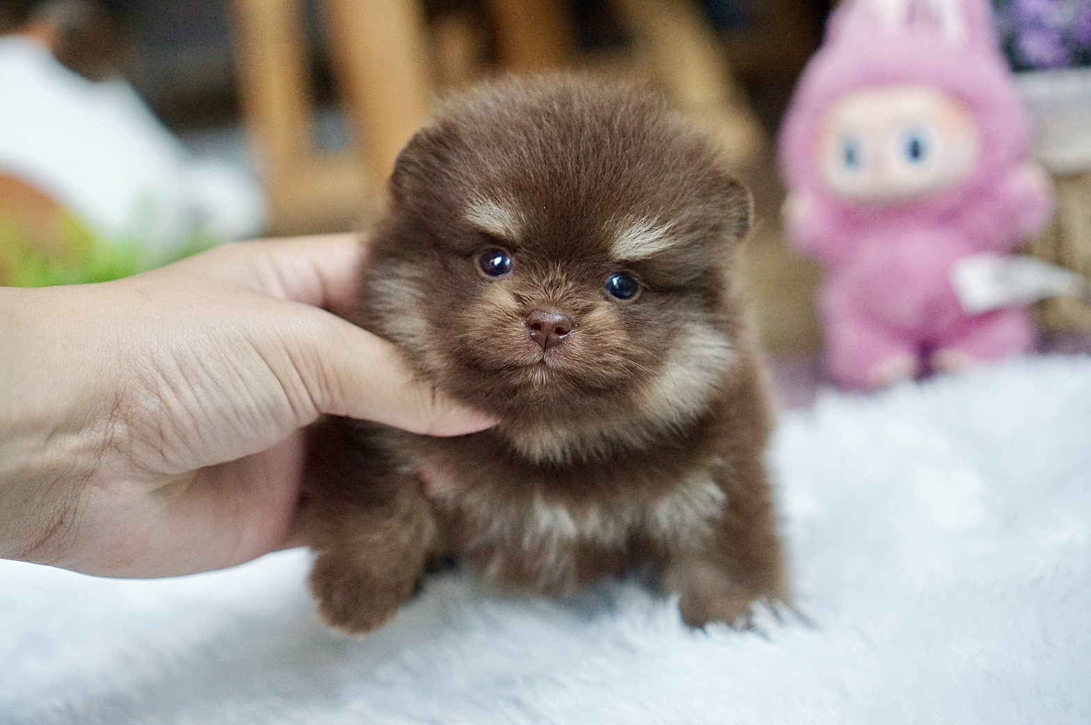 ปอมเมอเรเนี่ยนเพศผู้ช็อคโกแล็ต Chocolate male