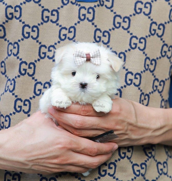 มอลทีส MTM-10573 เพศชาย สีขาว ตัวเล็กตัวน้อยมาก ๆ ขาสั้น ขนแน่นฟู หน้าตาทะเล้น น่ารักมาก ๆ ยิ้มเก่ง ขยันแจกความน่ารักสุด ๆ สายเลือดนำเข้า มีใบรับรองจากสมาคมพัฒนาพันธุ์สุนัข (ใบเพ็ดดีกรีเต็มใบ) ส่งทั่วประเทศ