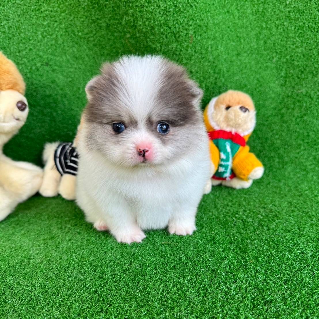 ปอมเมอเรเนี่ยนสีปาร์ตี้บลูเมิร์ล ตาสีฟ้าสวยๆ สีคงเดิม Parti blue Merle and blue eyes