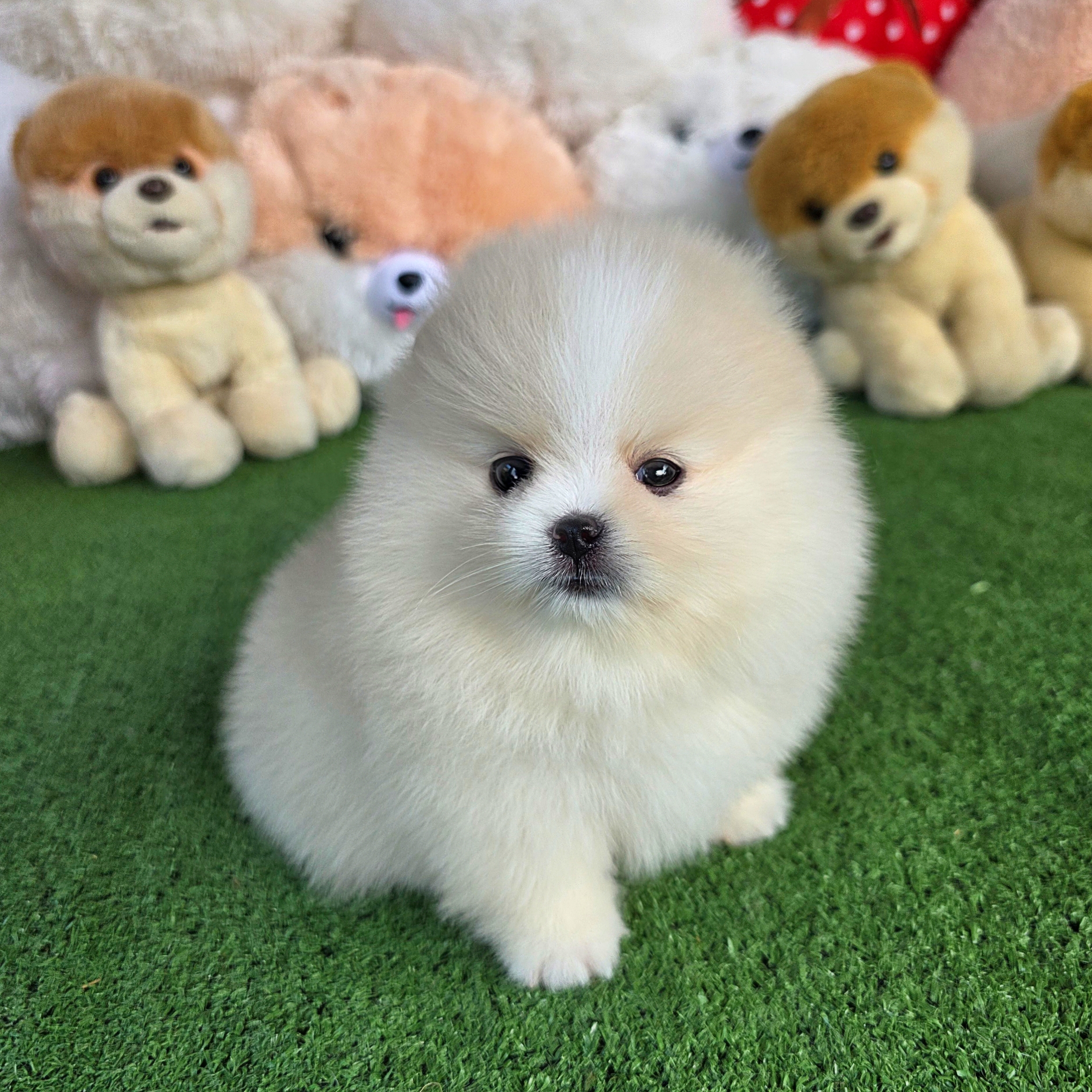 ปอมเมอเรเนี่ยนแท้ๆ หน้าหมี เพศเมียสีขาวสวยๆ เกรดท็อป White female pomeranian