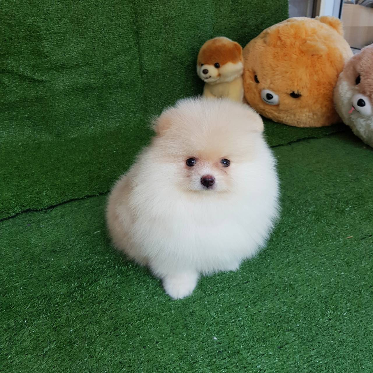 ลูกปอมเมอเรเนียนแท้ ด.ช.สีครีม