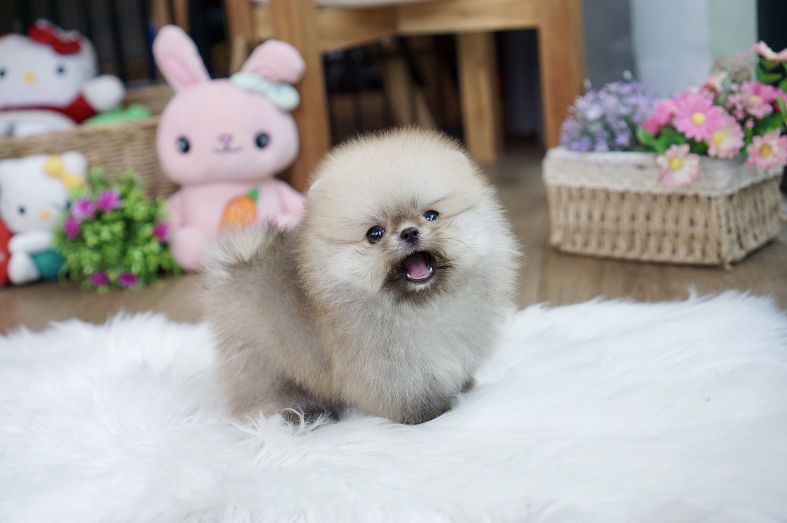 ปอมเมอเรเนี่ยน เพศผู้ ไซส์ทีคัพอย่างหล่อ Teacup pomeranian