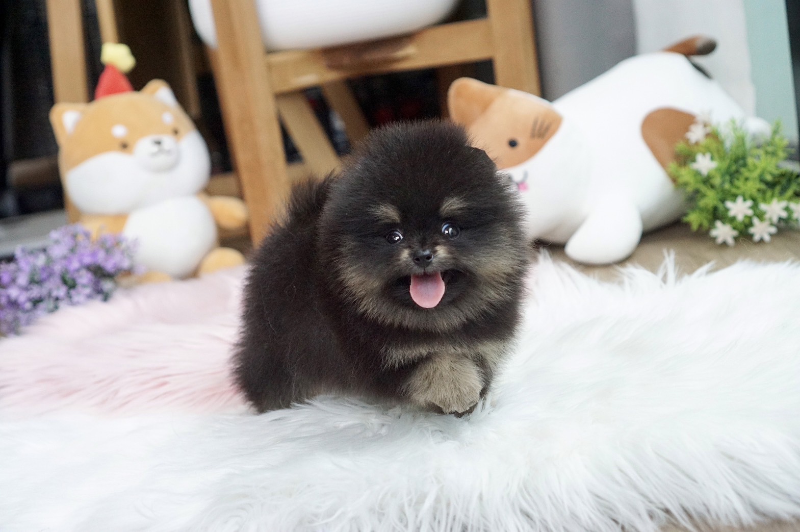ปอมเมอเรเนี่ยนแท้เพศผู้สีแบล็คแทนเข้มๆ Black tan male