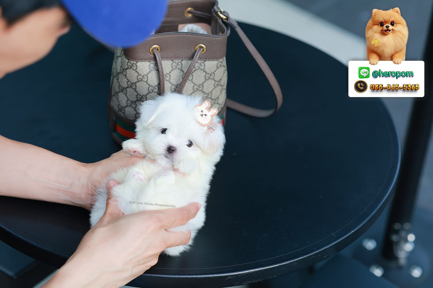 มอลทีส MTM-10564 เพศชาย สีขาว ตัวเล็กตัวน้อยมาก ๆ ขาสั้น ขนแน่นฟู หน้าตาทะเล้น น่ารักมาก ๆ ยิ้มเก่ง ขยันแจกความน่ารักสุด ๆ สายเลือดนำเข้า มีใบรับรองจากสมาคมพัฒนาพันธุ์สุนัข (ใบเพ็ดดีกรีเต็มใบ) ส่งทั่วประเทศ