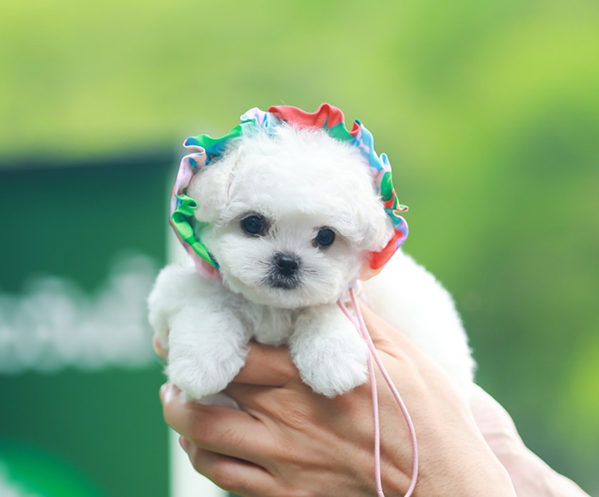 บิชอง ฟริเซ่ BCF-50935 เพศหญิง สีขาว อายุ 2 เดือน น้ำหนัก KG ส่วนสูง CM