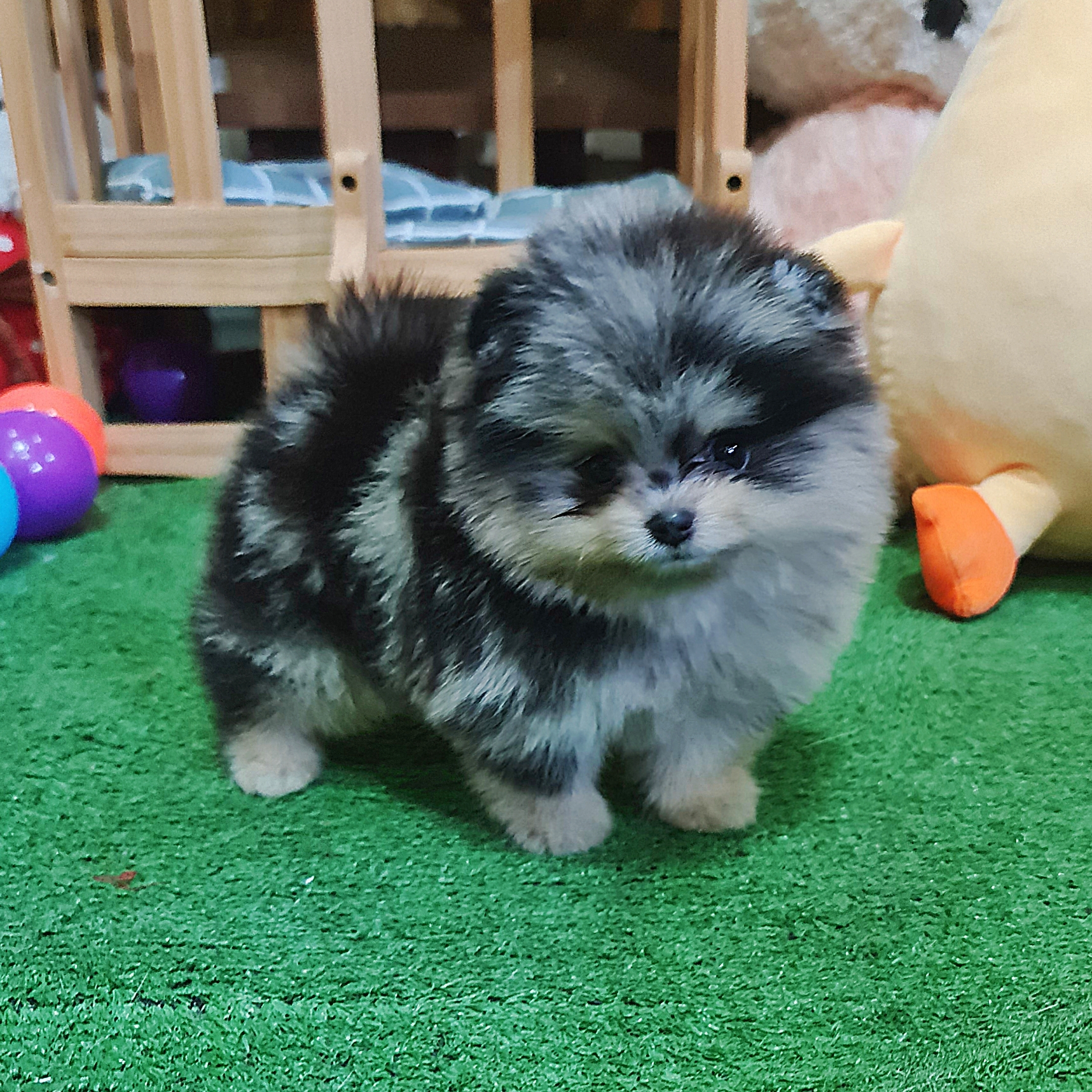 ปอมเมอเรเนี่ยนแท้ สีเมิร์ล ลูกชายสวยมาก Merla male