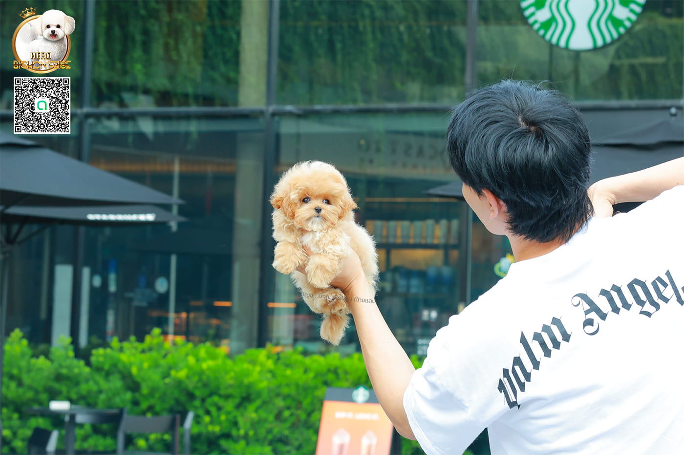 มอลติพู MTF-58026 เพศหญิง สี Champagne หน้าตาน่ารัก สดใส ตัวอ้วน ขนนุ่มดูปุ๊กปิ๊ก ทรงสวย เด็กหญิงพร้อมย้ายบ้านนะคะ มีใบรับรองจากสมาคมพัฒนาพันธุ์สุนัข (ใบเพ็ดดีกรีเต็มใบ) ส่งทั่วประเทศ