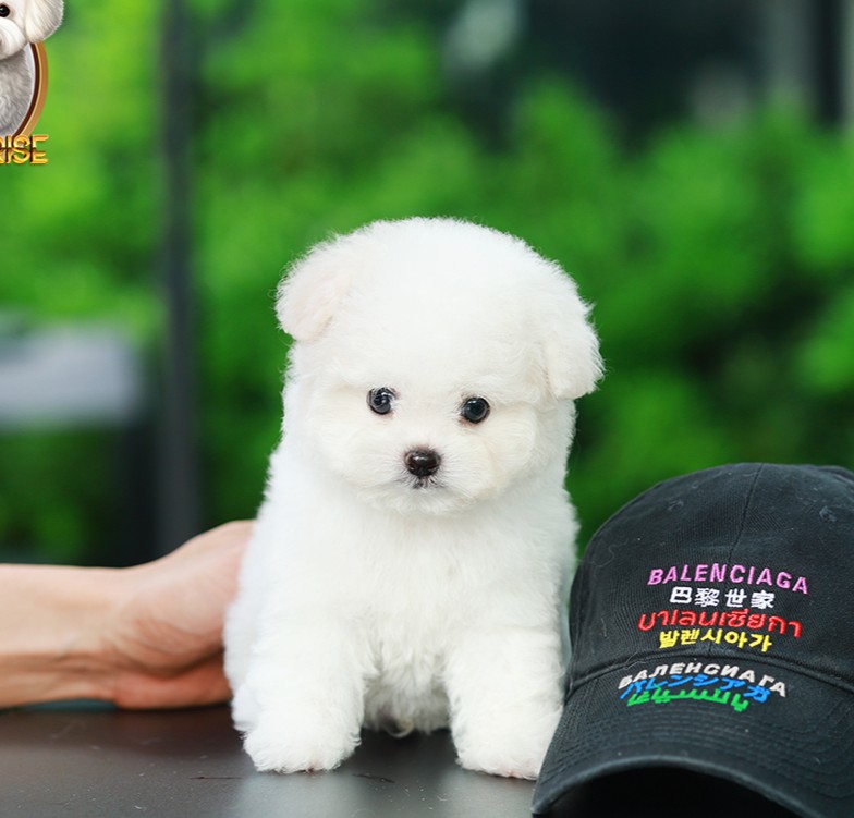 บิชอง ฟริเซ่ BCM-84851 เพศชาย สีขาว อายุ 2 เดือน น้ำหนัก KG ส่วนสูง CM